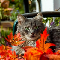 Autumn Kitty