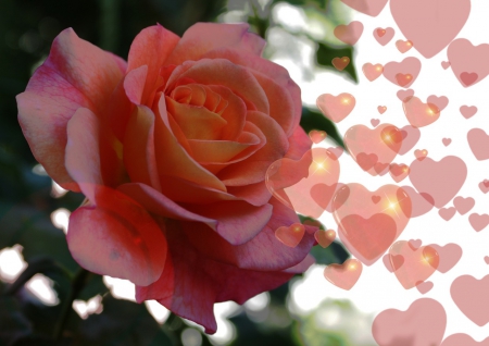 To all my friends on DN! - rose, love, 3D, hearts