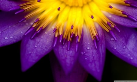 Purple beauty - drops, flower, purple, dew