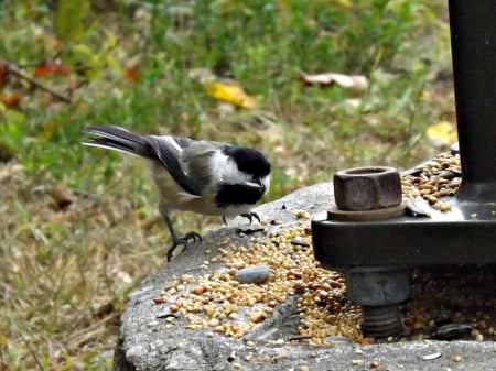 chickadee - bird, nature, chickadee, photography