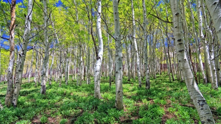 great birch forest - hill, shrubs, forest, trunks