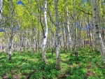 great birch forest