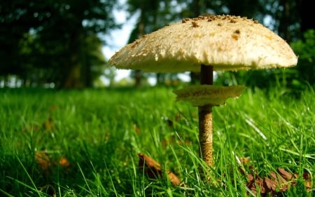 Mushrooms - forest, fern, soft, mushroom, trees, daylight, day