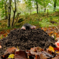 Mole