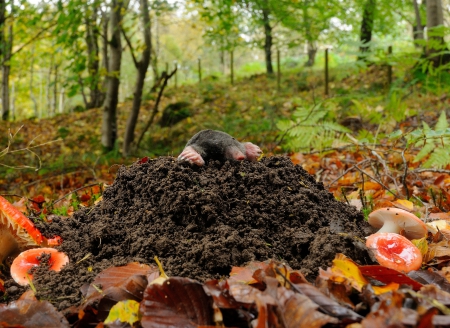 Mole - animal, forest, mole, photo