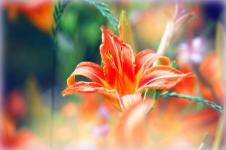 âœ«Gentle of Tigerlilyâœ« - tender touch, love four seasons, beautiful, flowers, tigerlily, creative pre-made, softness beauty, photography, lovely, gentle, trees, nature, colors, colorful