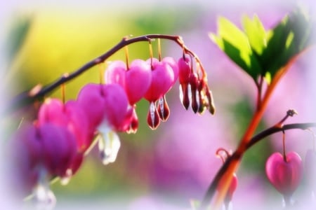 âœ«Blossom Heartsâœ« - trees, photography, colorful, creative pre-made, softness beauty, garden, blooms, lovely, plants, nature, love four seasons, blossom hearts, beautiful, blossom, leaves, colors, flowers