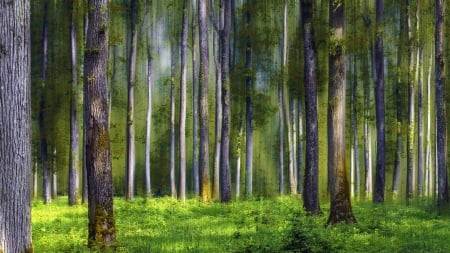 superb forest scape - trunck, forest, mist, weeds