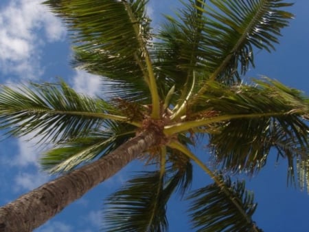 Skyward - sky, tree, palm, cloud