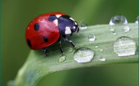 *** LADYBUG *** - bugs, ladybug, nature, red, black