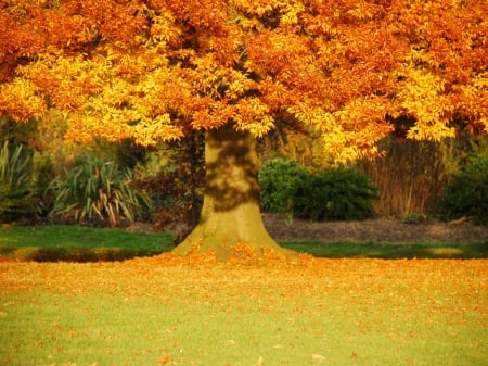 *** AUTUMN PARK *** - fall, nature, park, autumn