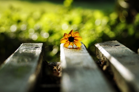 *** Flower *** - nature, flowers, yellow, flower