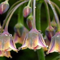 â€âš˜Draping Flowersâš˜â€