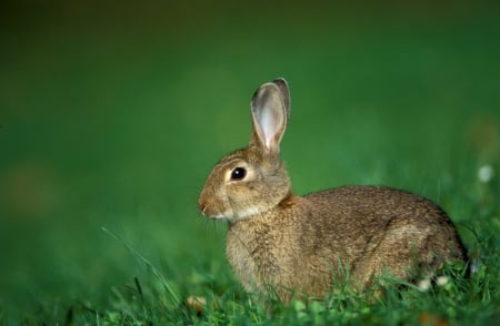 Hare - rabbit, animal, bunny, hare