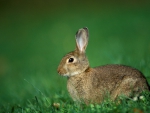 Hare