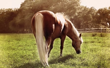 Horse - stallion, animal, tail, Horse