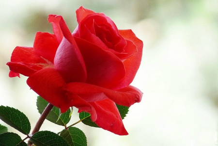 Pretty red rose - red, flower, delicate, rose, pretty, beautiful, tender, leaves, single, petals, lovely