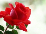 Pretty red rose