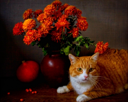 Still life - flowers, still life, cat, animals