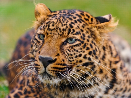 Leopard - cat, leopard, animal, jungle