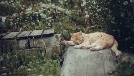 Cat - sleeping, beauty, cat face, hat, animals, sleepy, paws, face, pretty, cute, cat, kitty, lovely, kitten, cats, beautiful, sweet