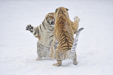 Tigers - sleepy, cute, beautiful, cat, sleeping, kitty, cats, hat, cat face, paws, face, animals, pretty, beauty, sweet, kitten, lovely