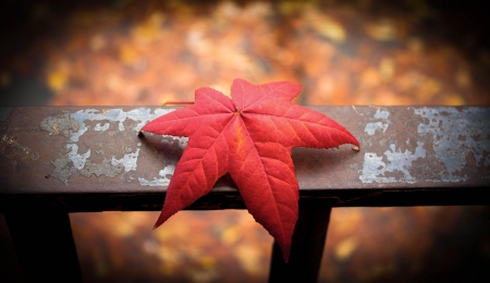 October - pretty, reflection, leaves, golden, nice, falling, branches, beautiful, mirrored, colors, lovely, tree, fall, glow, colorful, nature, autumn, october, foliage, shine