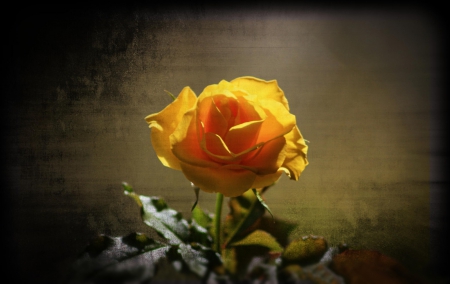 Yellow rose - flowers, flower, yellow, rose