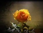 Yellow rose