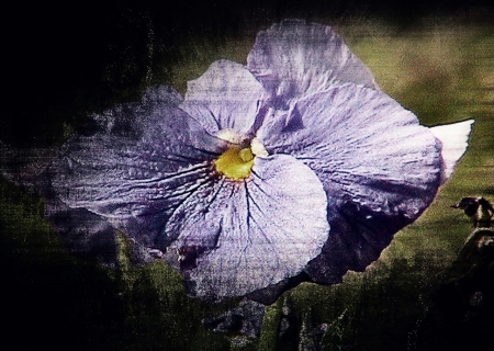 Purple - flowers, flower, purple, petals