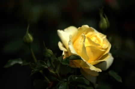 Rose - flower, yellow, petals, rose