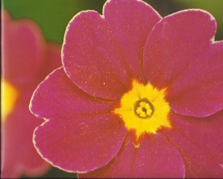 Flower - pretty, yellow, flower, red