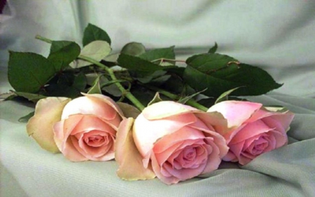 Roses - roses, delicate, beauty, petals, pink, blooming, flowers, nature, soft, gift, wallpaper