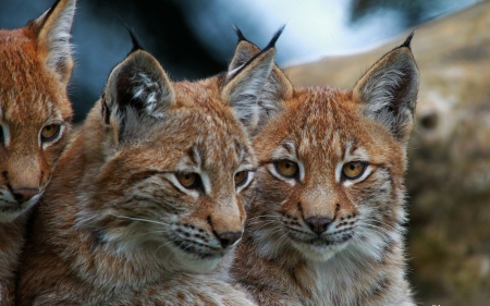 Lynx - animal, cub, lynx, ear