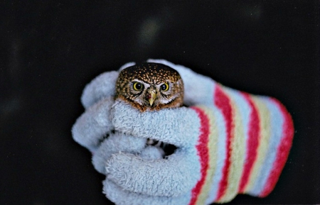 Warm trap - white, bird, pink, cute, hand, gloves, owl