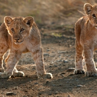 Two Lion Cubs