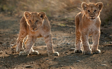 Two Lion Cubs - nature, cubs, lion, africa