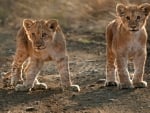 Two Lion Cubs