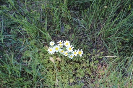 flores de primavera - primavera, naturaleza, flores, madrid, belleza