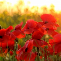 Poppy