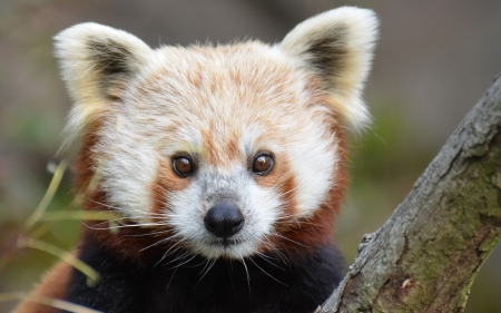 RedPanda - red, animal, panda, cute