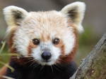 RedPanda