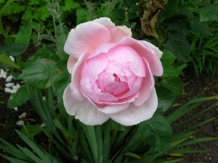 Rose - flower, nature, rose, plant