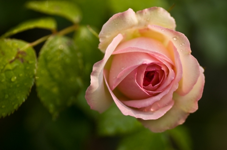 Rose - flower, nature, rose, plant