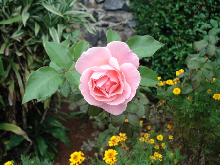 Rose - tree, nature, rose, plant