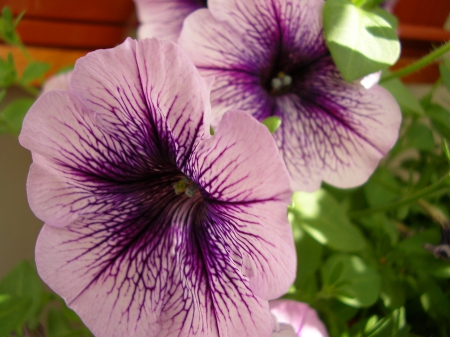 Petunia mov - verde, floare, roz, mov