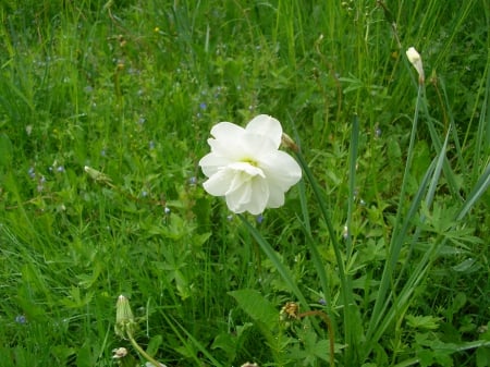 Narcisa - gradina, verde, floare, alba