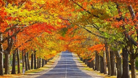 Country road - trees, alley, magic, beautiful, splendor, road, colors, photo, autumn, color, country