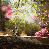 fall garden kitty