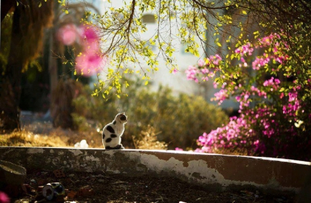 fall garden kitty - kitty, animals, cats, garden, fall season